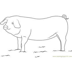 Pig Farming in India Free Coloring Page for Kids