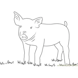 Pig Look Free Coloring Page for Kids