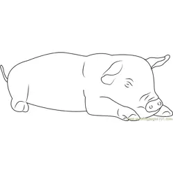 Pig Sleeping Free Coloring Page for Kids