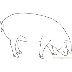 Pig Smelling Free Coloring Page for Kids