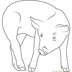 Pig Free Coloring Page for Kids