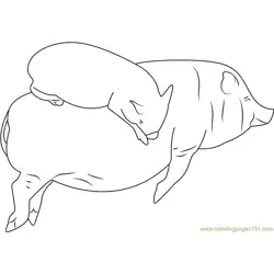 Sleeping Pigs by Shalotka Free Coloring Page for Kids