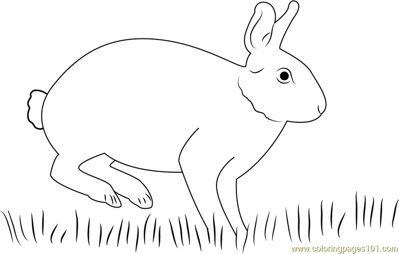 Eastern Cottontail Rabbit Coloring Page for Kids - Free Rabbit