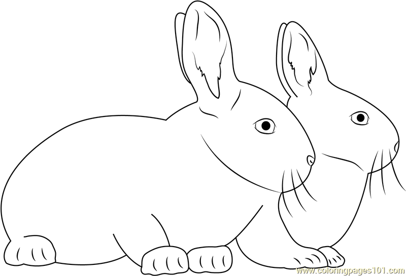 Two Rabbits Together Coloring Page for Kids - Free Rabbit Printable