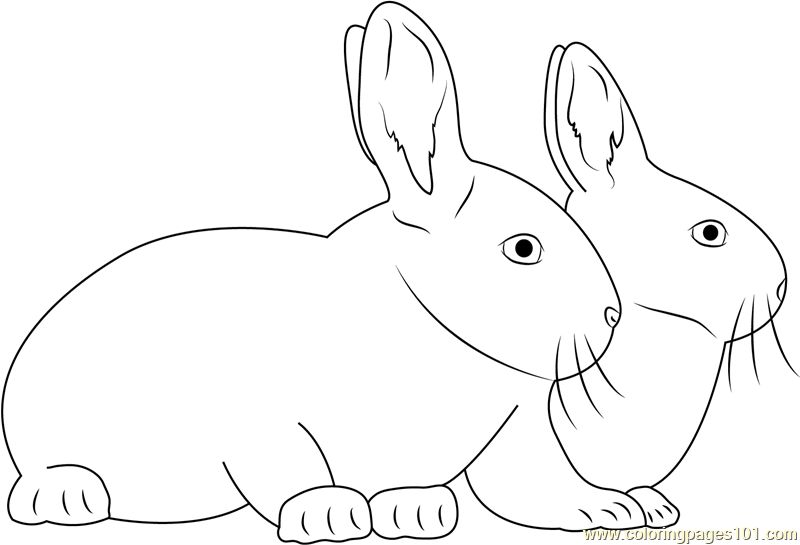 Two Rabbits Together Coloring Page - Free Rabbit Coloring Pages ...