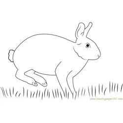 Eastern Cottontail Rabbit Free Coloring Page for Kids