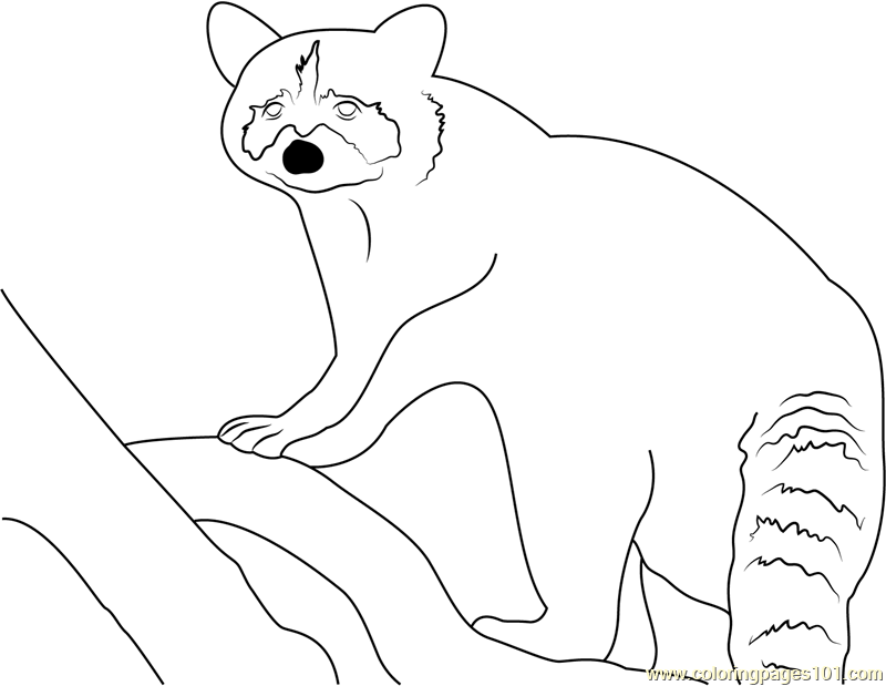 Raccoon Look Coloring Page for Kids - Free Raccoon Printable Coloring