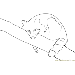 Baby Raccoon Free Coloring Page for Kids
