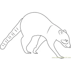Northern Raccoon Free Coloring Page for Kids