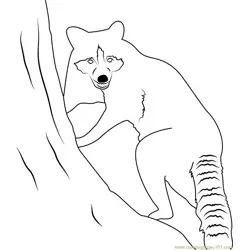 Raccoon Alan Howell Star Path Free Coloring Page for Kids