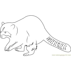Raccoon Body Free Coloring Page for Kids