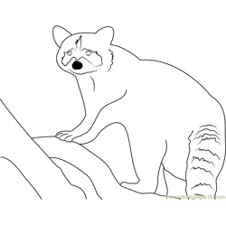Raccoon Look Free Coloring Page for Kids