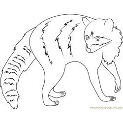 Raccoon Free Coloring Page for Kids