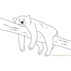 Panda Sleeping On Tree Free Coloring Page for Kids