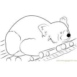 Red Bear-cat Free Coloring Page for Kids