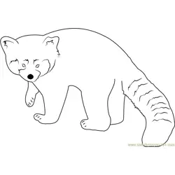 Red Panda Looking Toward Me Free Coloring Page for Kids