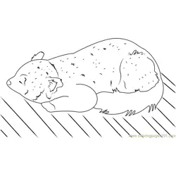 Red Panda Free Coloring Page for Kids