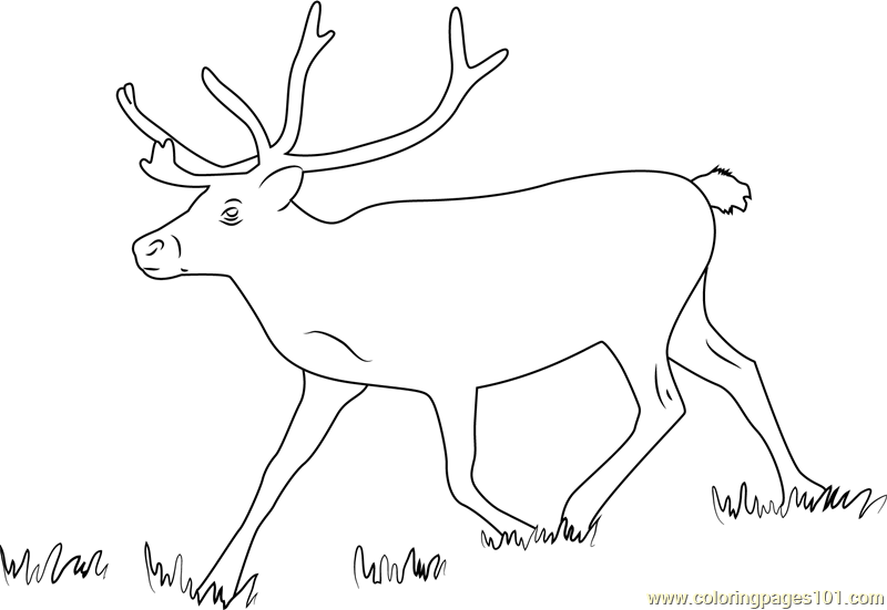Reindeer Running Coloring Page for Kids - Free Reindeer Printable