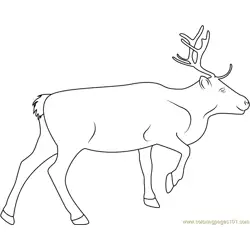 Reindeer Look Free Coloring Page for Kids