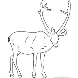 Reindeer Looking Toward to Me Free Coloring Page for Kids