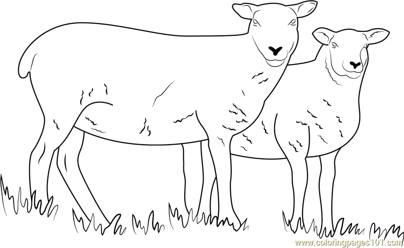 Sheep Cumbria