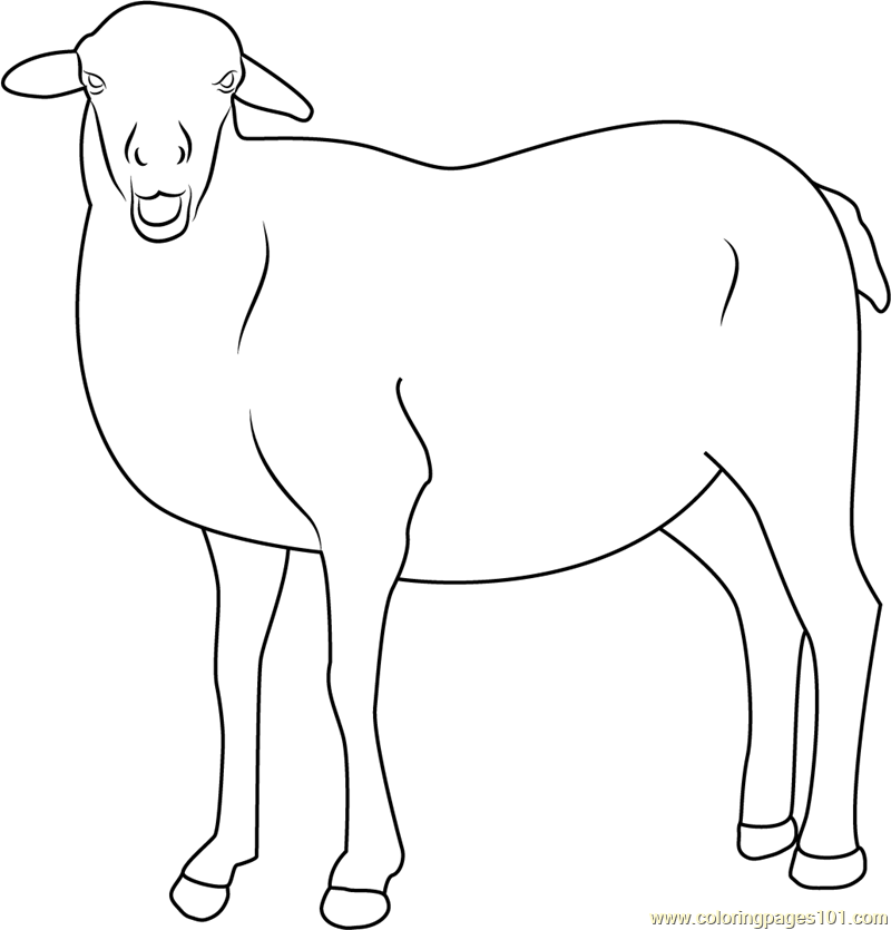 Smiling Sheep Coloring Page for Kids - Free Sheep Printable Coloring