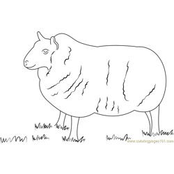 Cheviot Sheep Free Coloring Page for Kids