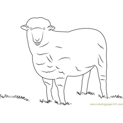 Corriedale Sheep Free Coloring Page for Kids