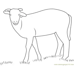 Cute Sheep Free Coloring Page for Kids
