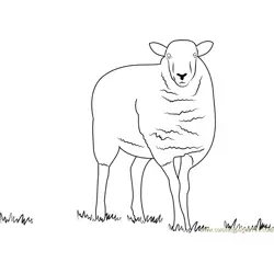 Hambledon Hill Sheep Free Coloring Page for Kids