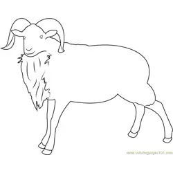 Montana Sheep Free Coloring Page for Kids