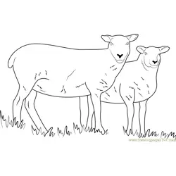 Sheep Cumbria Free Coloring Page for Kids