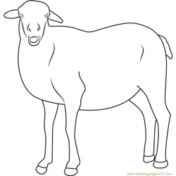 Smiling Sheep Free Coloring Page for Kids
