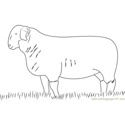 Suffolk Ram Free Coloring Page for Kids