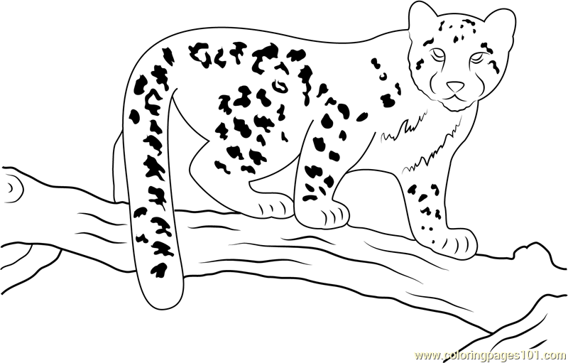 Snow Leopard Baby