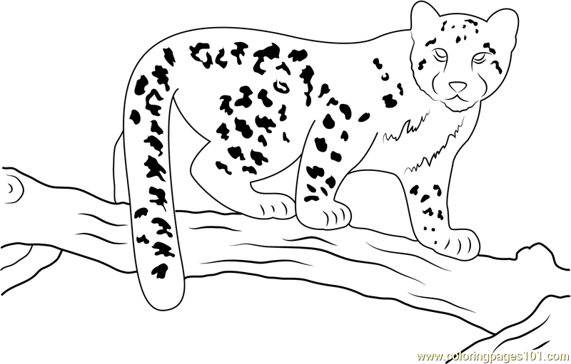 Coloring Pages Snow Leopard
