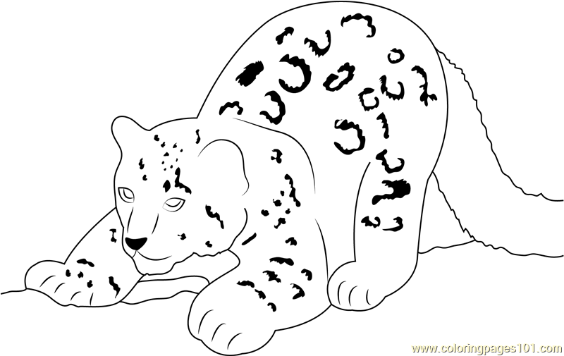 Snow Leopard Cub Coloring Page for Kids - Free Snow Leopard Printable