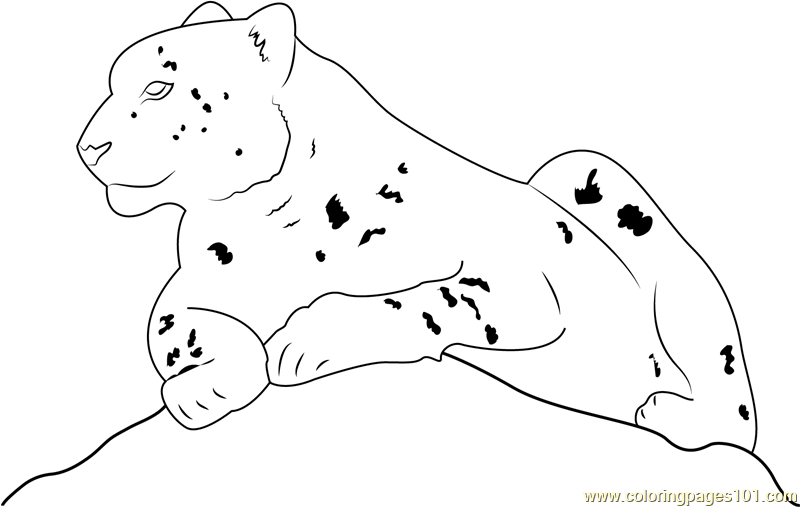 Snow Leopard Sitting Coloring Page for Kids - Free Snow Leopard