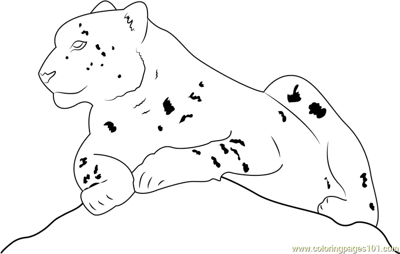 Snow Leopard Sitting Coloring Page for Kids - Free Snow Leopard