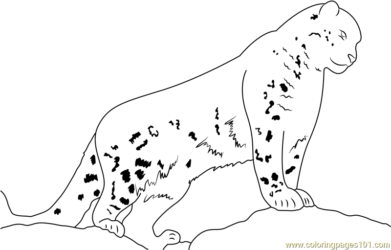 Snow Leopard Watch Coloring Page for Kids - Free Snow Leopard Printable
