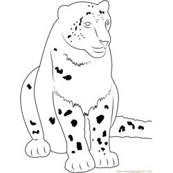 Cute Snow Leopard Free Coloring Page for Kids