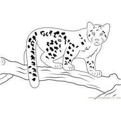 Snow Leopard Baby Free Coloring Page for Kids