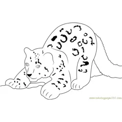 Snow Leopard Cub Free Coloring Page for Kids