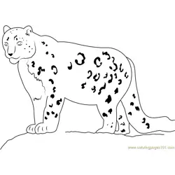Snow Leopard Looking His Food Free Coloring Page for Kids