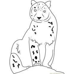 Snow Leopard Looking at Me Free Coloring Page for Kids