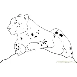 Snow Leopard Sitting Free Coloring Page for Kids