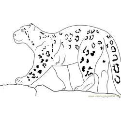 Snow Leopard Walking On Rock Free Coloring Page for Kids