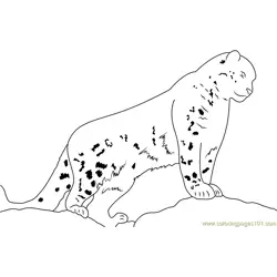 Snow Leopard Watch Free Coloring Page for Kids