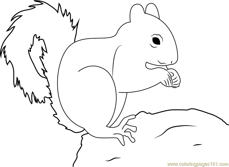 Red Squirrel Don Coloring Page For Kids Free Squirrel Printable