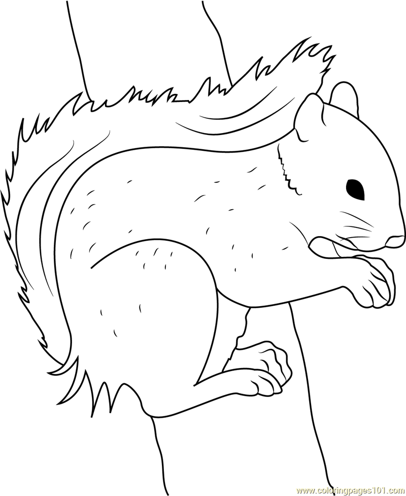 Squirrel Pose by Fantastic Fennec